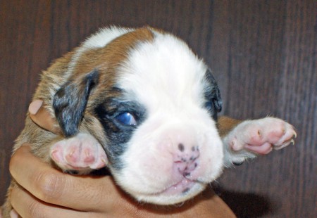 Boxer mâle fauve marquéen blanc Queue longue
