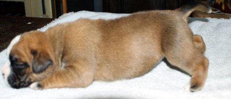 Ines Boxer femelle fauve marquée en blanc queue longue 