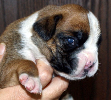 Ines Boxer femelle fauve marqué en blanc queue longue 