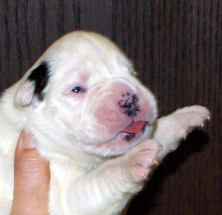 Boxer Mâle Blanc tache fauve sur l'oreille droite queue coupée