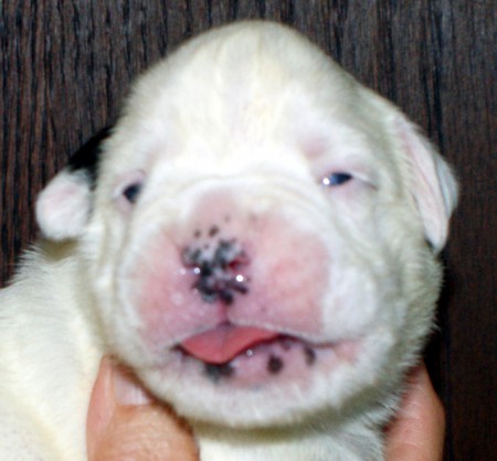 Boxer mâle blanc tache fauve sur l'oreille droite queue coupée
