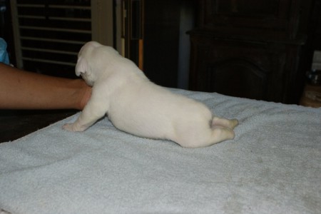 IseultWhite 's Queen des Zé de Philoctête