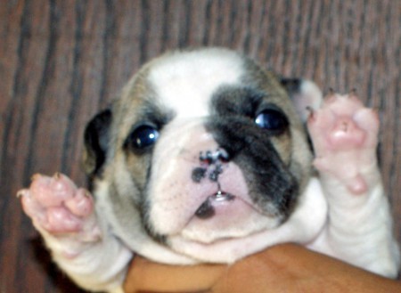 Bouledogue femelle caille Fauve I'Lola