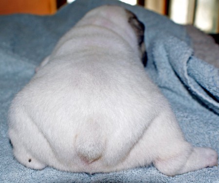 Bouledogue femelle caille fauve I'Lola