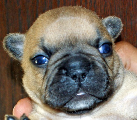 Bouledogue femelle fauve réservée