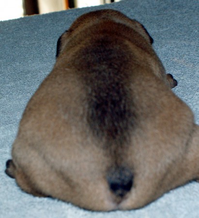 Bouledogue mâle fauve Indiana Jones 